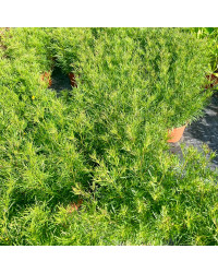 Coreopsis Verticillata Imperial Sun