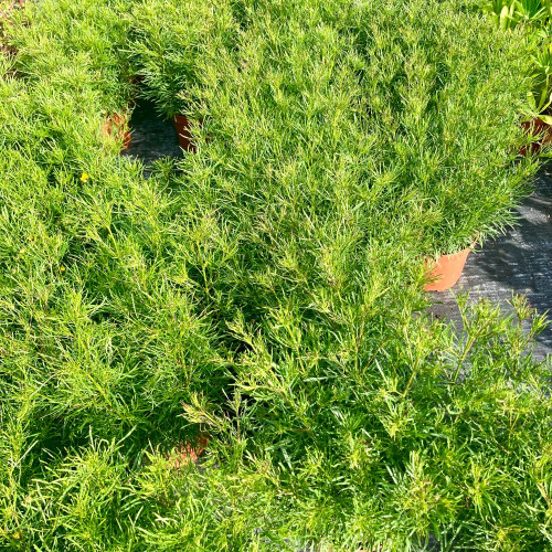 Coreopsis Verticillata Imperial Sun