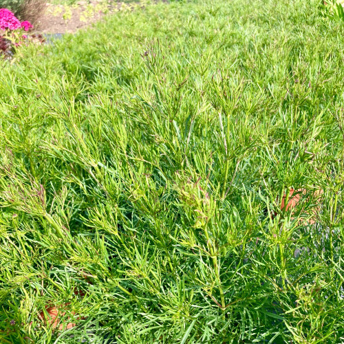 Coreopsis Verticillata Imperial Sun