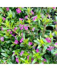 Cuphea Hyssopifolia Cupid Purple