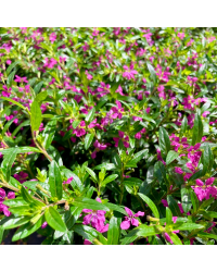 Cuphea Hyssopifolia Cupid Purple