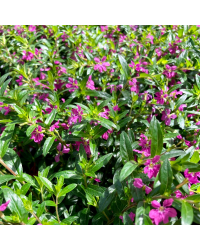 Cuphea Hyssopifolia Cupid Purple