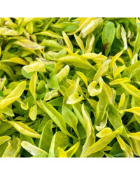 Alternanthera True Jaune