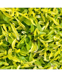 Alternanthera True Jaune