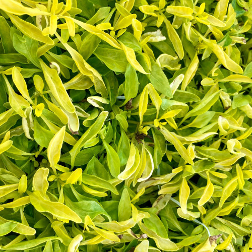 Alternanthera True Jaune