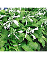 Hosta Plantaginea Aphrodite