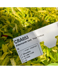 Alternanthera True Jaune