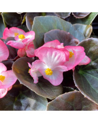 Bégonia Semperflorens Bronze Leaf Blanc Et Rose
