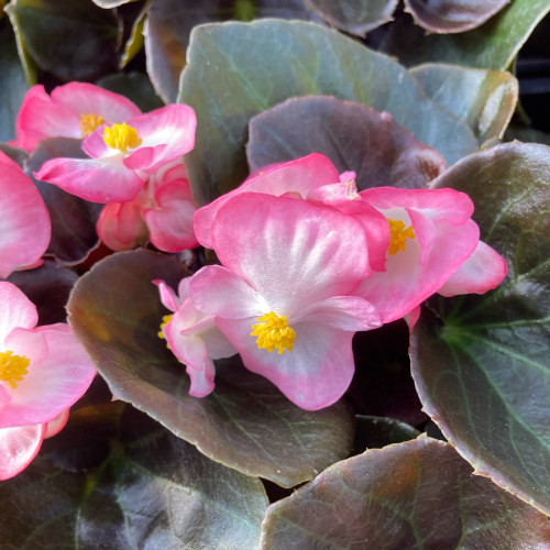 Bégonia Semperflorens Bronze Leaf Blanc Et Rose