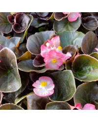 Bégonia Semperflorens Bronze Leaf Blanc Et Rose
