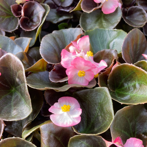 Bégonia Semperflorens Bronze Leaf Blanc Et Rose