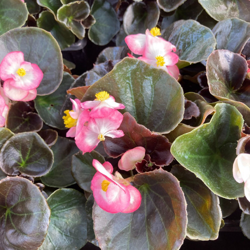 Bégonia Semperflorens Bronze Leaf Blanc Et Rose