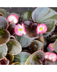 Bégonia Semperflorens Bronze Leaf Blanc Et Rose