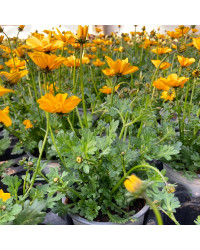 Bidens Golden Empire Jaune