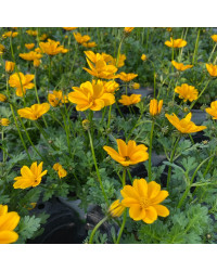Bidens Golden Empire Jaune