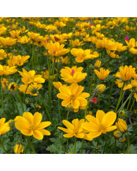 Bidens Golden Empire Jaune