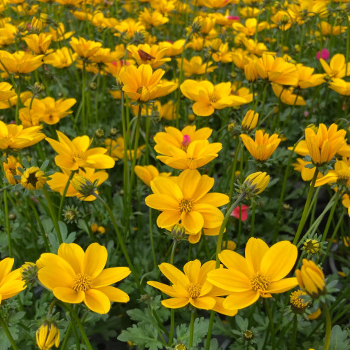 Bidens Golden Empire Jaune