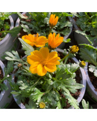 Bidens Golden Empire Jaune