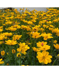 Bidens Golden Empire Jaune