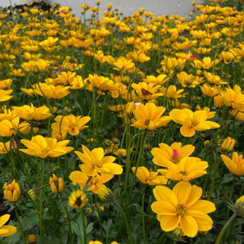 Bidens Golden Empire Jaune