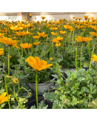 Bidens Golden Empire Jaune