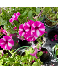 Calibrachoa Étoilé Rose Et Blanc