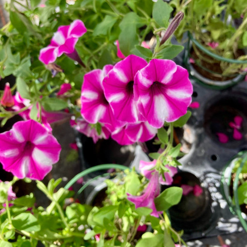 Calibrachoa Étoilé Rose Et Blanc