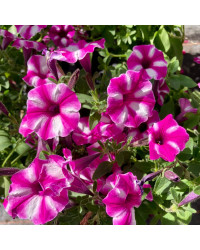 Calibrachoa Étoilé Rose Et Blanc