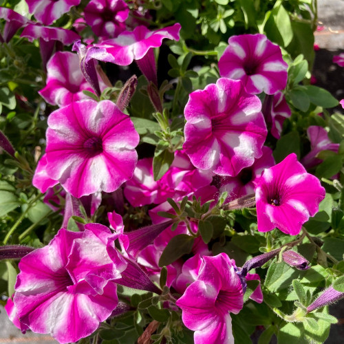 Calibrachoa Étoilé Rose Et Blanc