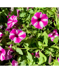 Calibrachoa Étoilé Rose Et Blanc