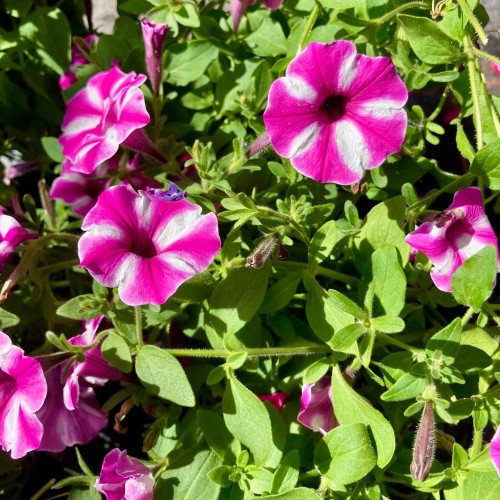Calibrachoa Étoilé Rose Et Blanc