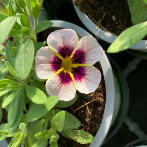 Calibrachoa Tik Tok Crystal Mauve Orangé