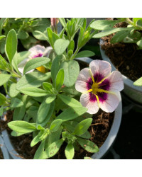Calibrachoa Tik Tok Crystal Mauve Orangé