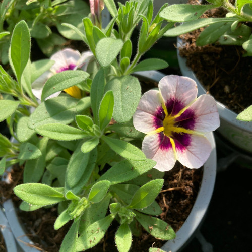 Calibrachoa Tik Tok Crystal Mauve Orangé