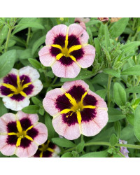 Calibrachoa Tik Tok Crystal Mauve Orangé