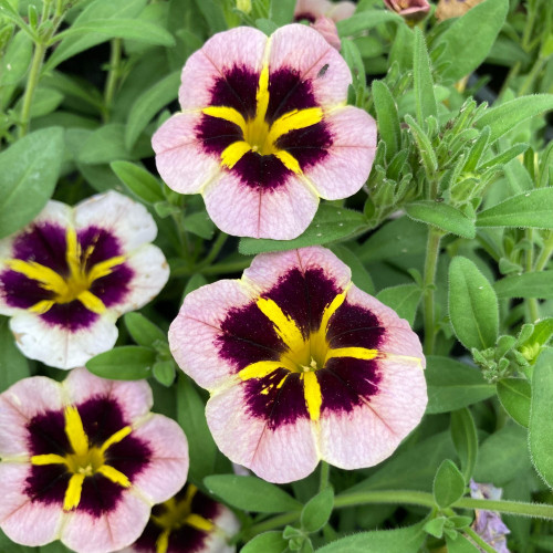 Calibrachoa Tik Tok Crystal Mauve Orangé