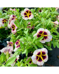 Calibrachoa Tik Tok Crystal Mauve Orangé
