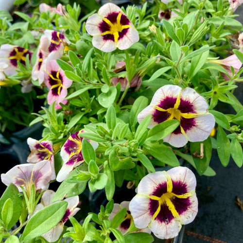 Calibrachoa Tik Tok Crystal Mauve Orangé