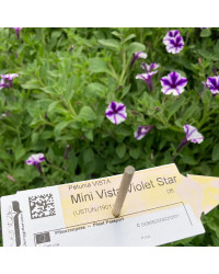 Calibrachoa Mini Vista Violet
