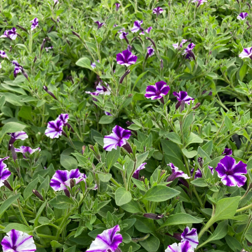 Calibrachoa Mini Vista Violet