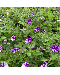 Calibrachoa Mini Vista Violet