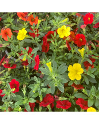 Trixie Parviflora Cabaret Rouge