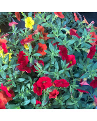 Trixie Parviflora Cabaret Rouge