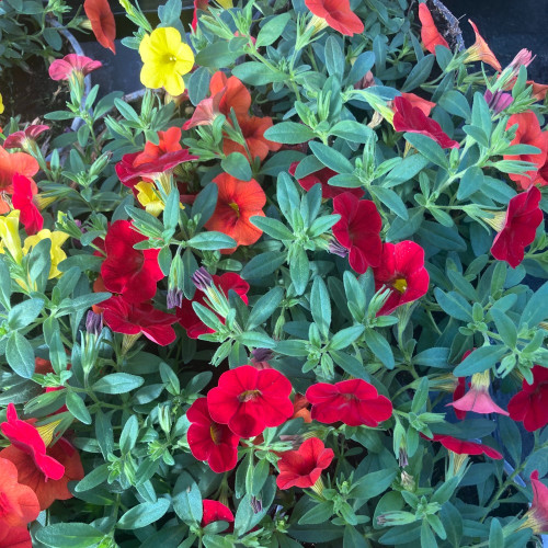 Trixie Parviflora Cabaret Rouge