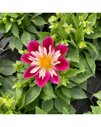 Dahlia Surprise Becky Mauve Et Blanc