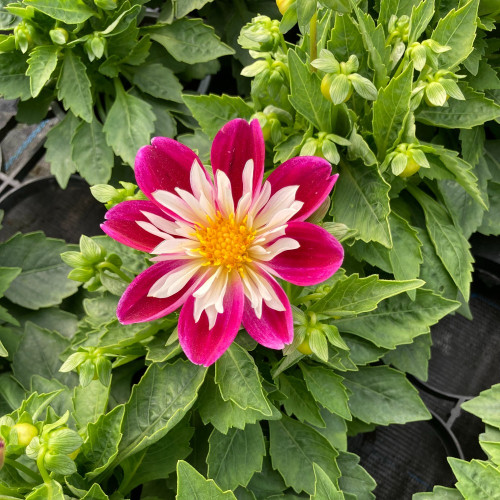 Dahlia Surprise Becky Mauve Et Blanc