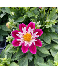 Dahlia Surprise Becky Mauve Et Blanc