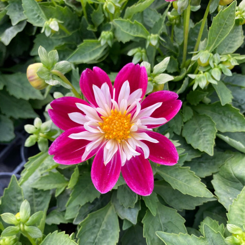 Dahlia Surprise Becky Mauve Et Blanc