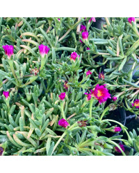 Delosperma Ficoide With Eye Mauve