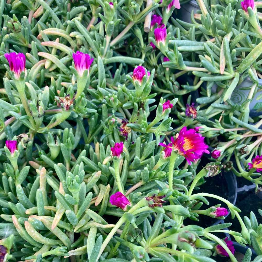 Delosperma Ficoide With Eye Mauve